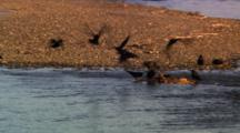 Ravens Fly To Elk Carcass In River - Medium