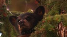 Black Bear Cub Sits High In Tree, Tight Shot Of Face