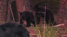 Two Black Bear Cubs Wrestle At Base Of Douglas Fir Tree - Medium/Tight