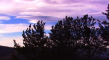 Black Bear Collects Seeds In Top Of A Whitebark Pine Tree Silhouetted Against Purple Sky - Wide
