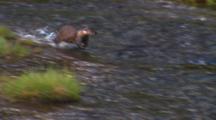 River Otter Chases Cutthroat Trout Through Stream - Medium