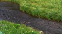 River Otter With Two Pups Searches For Fish In Stream - Wide