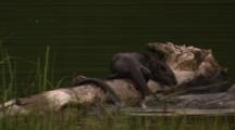 River Otter And Pup Slide Off Of Log, Swim Away With Cutthroat Trout They Caught - Medium