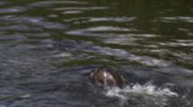River Otter Chases Cutthroat Trout Up And Down Shallow Stream -Medium