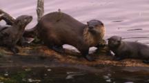 River Otter Climbs Out Of Water Onto Log With Two Pups, Then Gets Back Into Water - Medium