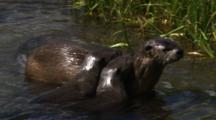 River Otter And Two Pups Look For Cutthroat Trout In Shallow Stream - Tight