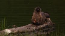 River Otter Eats A Cutthroat Trout While Laying On Floating Log While Two Pups Play - Medium