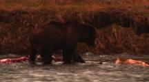 Grizzly Bear, After Chasing Wolf Away From Carcass, Gathers Up Bits Of Carcass In River - Medium