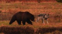 Grey Wolf And Grizzly Bear Interact On Bank Above Carcass In River - Medium