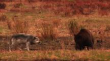 Grey Wolf And Grizzly Bear Interact On Bank Above Carcass In River, Wolf Barks And Snaps At Bear, Bear Lunges At Wolf, Defecates