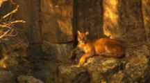 Cougar Lies On Ledge In Golden Light - Medium