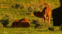 Two Bison Calves In Green Sage Meadow, One Gets Up And Leaves Frame - Medium