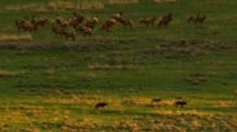 Pack Of Wolves Walks In Front Of Elk Herd, Elk Retreat - Wide