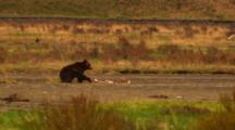 Grizzly Bear Feeds From Elk Carcass In Middle Of Swollen River - Medium