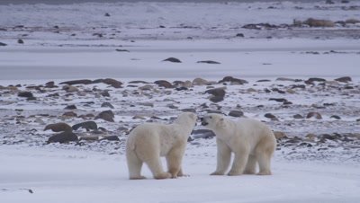 Two male polar bears repeatedly leap up and spar/lunge at one another.  A rocky spit stretches out into the background.  Med.