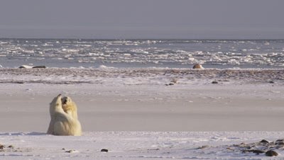 Two male polar bears spar and grapple on their rear legs on frozen pond with broken ice floes and the open ocean visible on the horizon.  Wide.