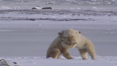 Two male polar bears spar and grapple on their rear legs in front of frozen pond.  Med.