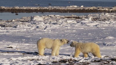 Two male polar bears on a snowy shore leap at each other, sparring and batting at each other on their hind feet.  Broken ice and the open ocean in the background.  Wide.  