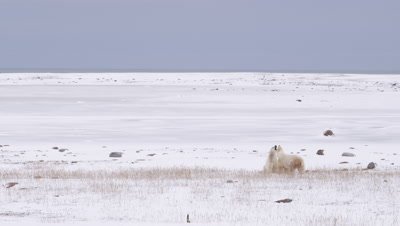Two male polar bears grapple and spar with each other in snowy golden grass in front of a frozen pond.  Wide.