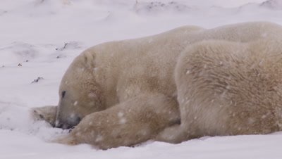 Polar bear lays and sleeps in the snow as snow falls in slow motion.  Close.