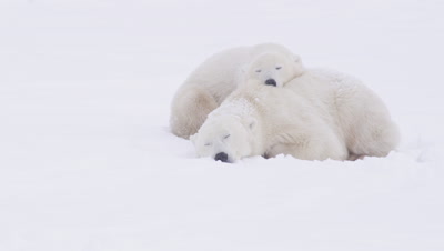Mother polar bear and her yearling cub lay in fresh snow in a whiteout as it snows.  Cub lays with it’s head on it’s mother’s back.  Cub turns its head to look offscreen then re-settles it on its mother’s head.  Med.