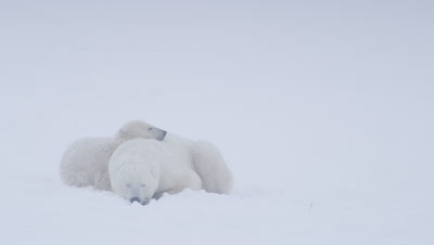 Mother polar bear and her yearling cub lay in fresh snow in a whiteout as it snows.  Cub lays with it’s head on it’s mother’s back.  Med.