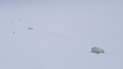 Mother polar bear and yearling cub lay huddled together in a whiteout/snowstorm.  Three other polar bears are visible laying in the background.  Wide.