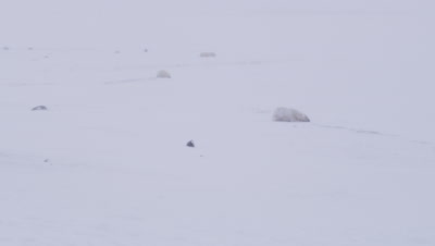 Tilt down across multiple polar bears laying in bleak landscape during a snowstorm/whiteout to reveal mother bear and two cubs-of-the-year  huddled together.  Wide.