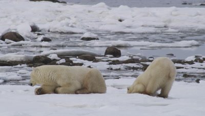 Mother polar bear and single 2 year-old cub on icy edge of the ocean.  Mother lies while her cub digs.  Med.