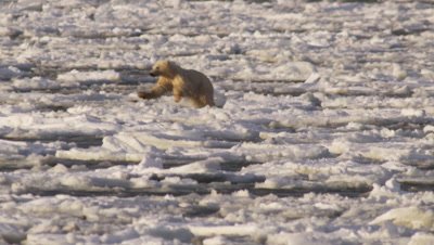 Mother polar bear and yearling cub try to run  and jump across broken sea ice that is being blown out to the open ocean.  Cub struggles to  jump from chunk to chunk, falling into the ocean repeatedly and pulling itself back onto he chunks.  Wide &amp; Med, reframing to follow the two bears as the move.