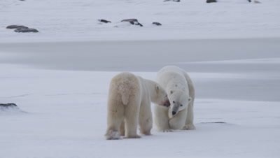 Two male polar bears, who were previously feeding on a seal carcass and now have bloody faces, interact and begin to play &amp; wrestle with each other.  They both rear up to stand on their rear legs and grapple. After interacting, one bear leaves frame.  Close with re-frames to Med.