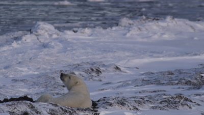 At dusk, a lone polar bear lies on its back in bed of kelp overlooking icy shore and broken ice floating in the ocean.  As it curls up for the night another bear walks through frame along the shore in the background.  Med.