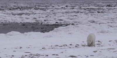 Polar bear walks across snow, rocky shore towards camera.  Broken ice lays on rocks at low tide in background.  Med.