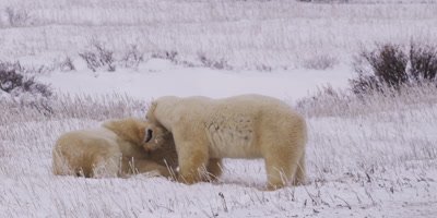 Two male polar bears in snowy vegetation wrestle and spar with each other.  Med-Close and reframe to Tight.