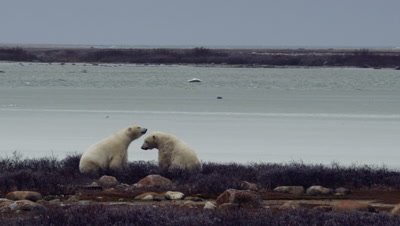 Two polar bears wrestle and spar in willows in front of partially frozen pond.  Open ocean on the horizon.  Med-Wide.  Slow Motion.