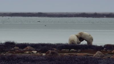 Two polar bears wrestle and spar in willows in front of partially frozen pond. Med-Wide.  Slow Motion.