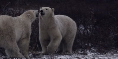Two polar bears wrestle and spar in willows during snowstorm.  Close.