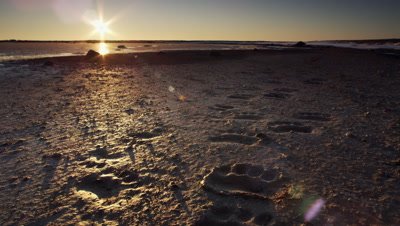 Scenic - Polar bear tracks in mud along shoreline with sun risingg on horizon.  Ext. Wide.