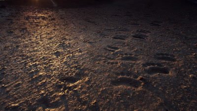 Scenic - Tilt up across polar bear tracks in mud to reveal sun rising on horizon.  Ext. Wide.
