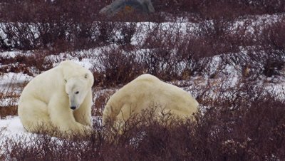 Two male polar bears sit next to each other then start to wrestle and grapplee on the ground in bare willows.  Their playing progress to the point where they are both leaping onto their hind legs and sparring and batting each other.  Med.