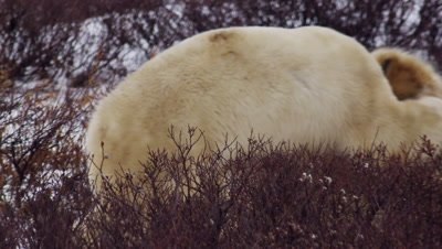 Two male polar bears wrestle/grapple on the ground in bare willows.  They leap up to their hind legs then fall back to wrestling.  Slow motion.  Close. 