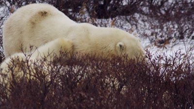Two male polar bears wrestle/grapple on the ground in bare willows.  Slow motion.  Close. 
