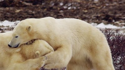 Two male polar bears wrestle/grapple on the ground in bare willows.  Slow motion.  Close. 