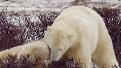 Two male polar bears wrestle/grapple on the ground in bare willows.  Bears leap up onto their hind legs to spar and bat at each other. Slow motion.  Tight. 