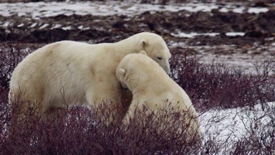 Two male polar bears wrestle/grapple on the ground in bare willows.  One bear keeps the other pinned down on the ground until it can fight its way up.  Slow motion.  Med-Close. 