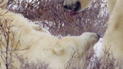 Two male polar bears leap up at each other then fall to the ground and grapple in the snow.  Tight.