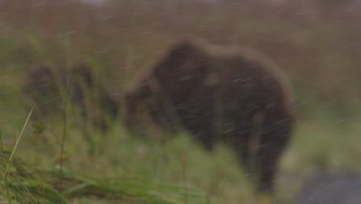 Kodiak brown bear and cub eat salmon in green grass on shore of lake during snowstorm.  Focus is foreground on heavy falling snow…bears in background out of focus.  Med.