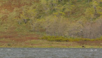 Mother Kodiak brown bear and cub walk along shoreline on very windy day.  Bears walk through tall fall grasses while a mountainside with green and golden vegetation rises behind them.  Waves break in the lake while seagulls ride the winds above the bears.  Wide.