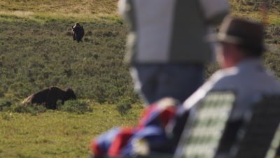 Tourists sit in front of bison.  Bison in focus, tourists soft.  Med Tight Shot.