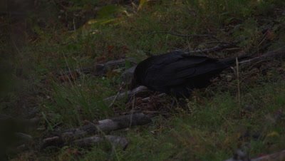 Raven scavenges on whitebark pine seeds scattered across a forest floor.  Close.